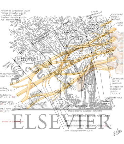 Watermarked preview of labeled image: Brachial Plexus: Schema