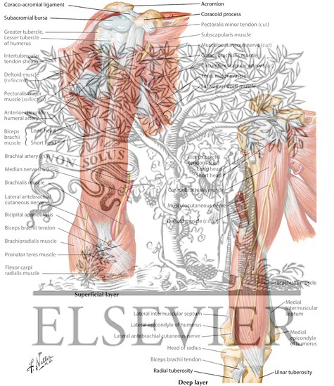 Arm Muscles With Portions of Arteries and Nerves
Muscles of Arm: Anterior Views