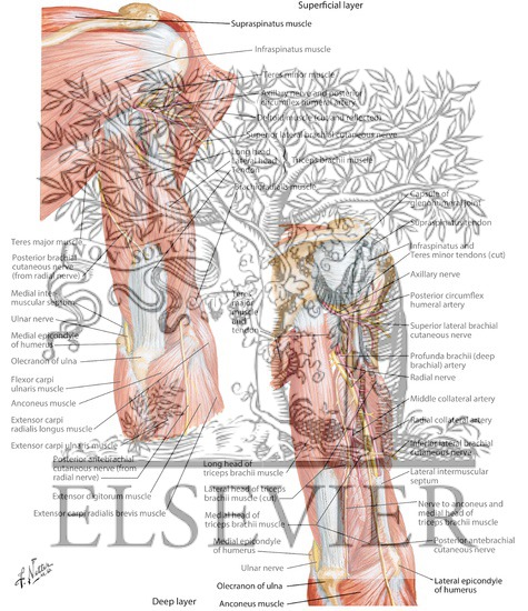 Arm Muscles With Portions of Arteries and Nerves
Muscles of Arm: Posterior View
