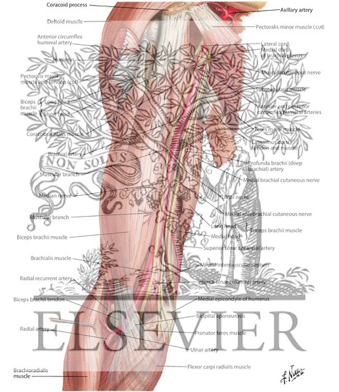Watermarked preview of labeled image: Brachial Artery In Situ