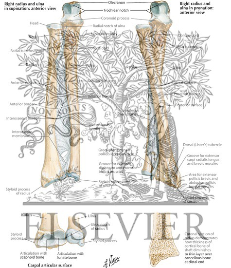 Bones of Forearm
