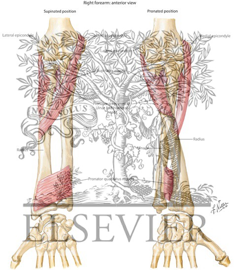 Individual Muscles of Forearm: Rotators of Radius