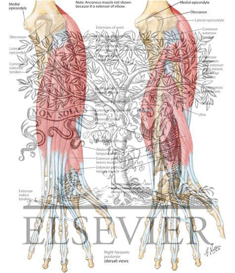 Watermarked preview of labeled image: Individual Muscles of Forearm: Extensors of Wrist and Digits