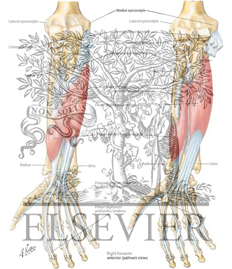 Individual Muscles of Forearm: Flexors of Digits