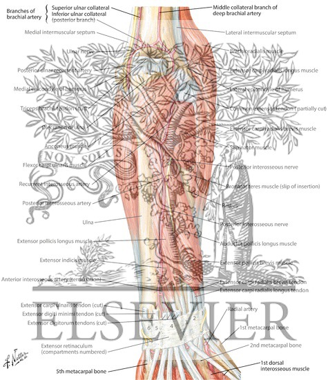 Muscles of Forearm (Deep Layer): Posterior View
