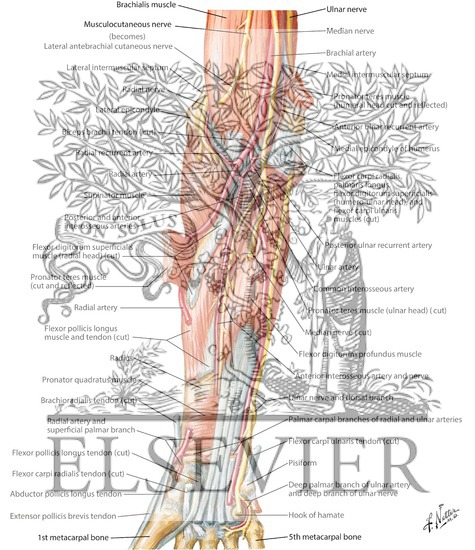 Watermarked preview of labeled image: Arteries, Nerves, and Muscles of Upper Limb (Anterior View)
Muscles of Forearm (Deep Layer): Anterior View