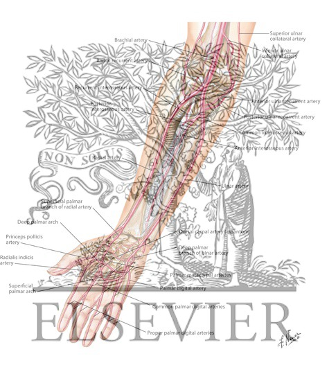 Watermarked preview of unlabeled image: Arteries of Forearm