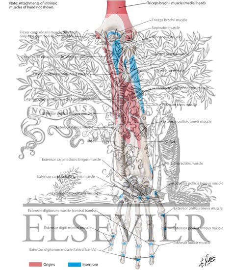 Watermarked preview of labeled image: Attachments of Muscles of Forearm: Posterior View