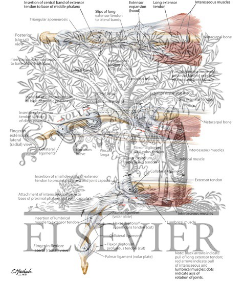 Flexor and Extensor Tendons in Fingers