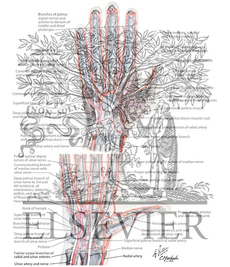 Blood and Lymph Vessels Arteries and Nerves of Hand: Palmar Views