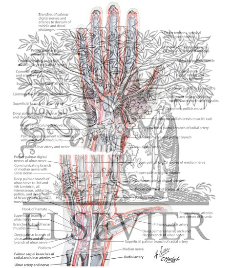 Blood and Lymph Vessels
Arteries and Nerves of Hand: Palmar Views