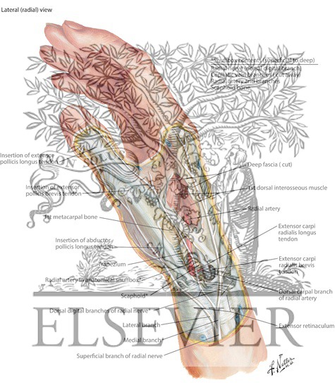 Watermarked preview of labeled image: Radial Nerve