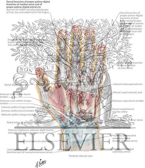 Wrist and Hand: Deep Dorsal Dissection
