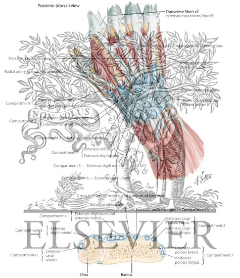 Extensor Indicis Proprius
Extensor Tendons at Wrist
