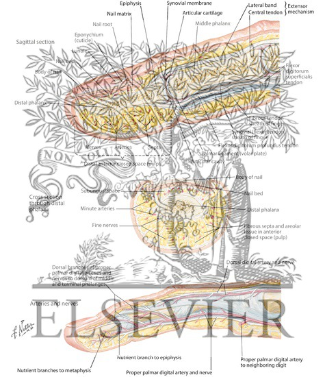 Sectional Anatomy:  Fingers