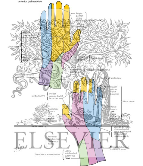 Cutaneous Nerves of Wrist and Hand