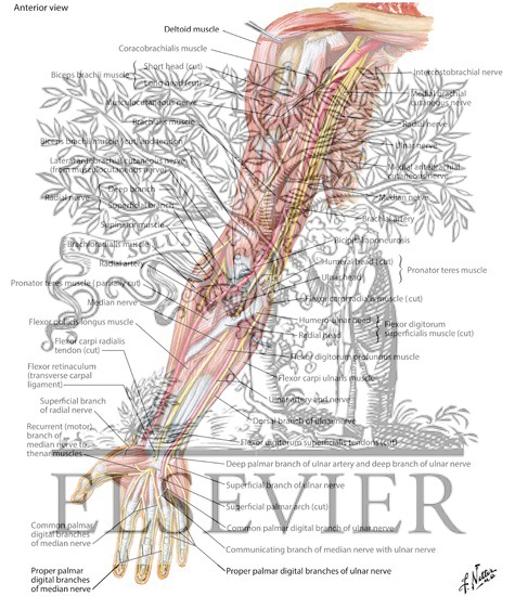 Blood Supply of Forearm