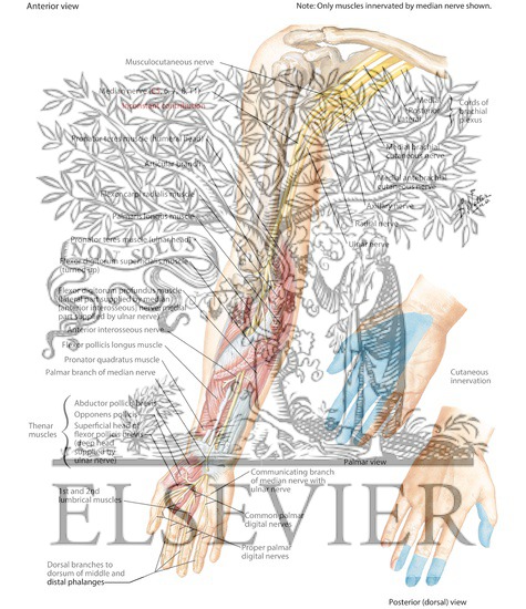 Watermarked preview of labeled image: Median Nerve of Forearm