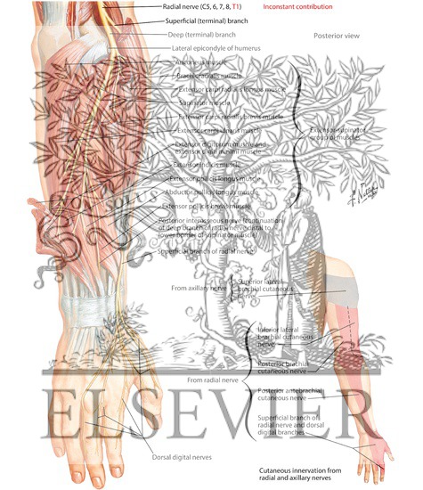 Watermarked preview of labeled image: Radial Nerve in Forearm