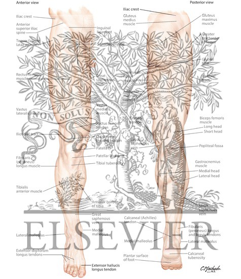 Watermarked preview of labeled image: Lower Limb: Surface Anatomy