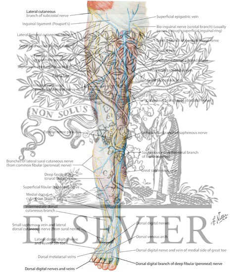 Watermarked preview of labeled image: Superficial Nerves and Veins of Lower Limb: Anterior View