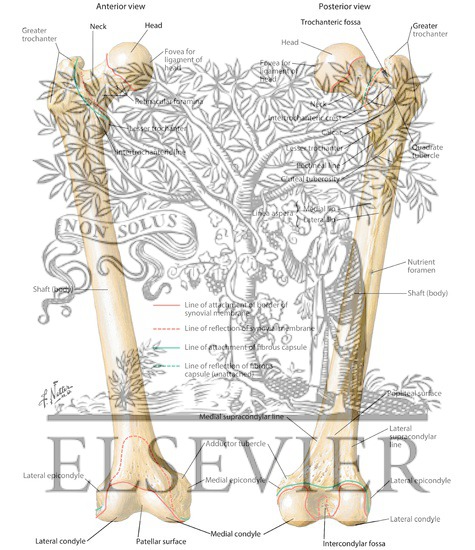 Osteology of the Femur