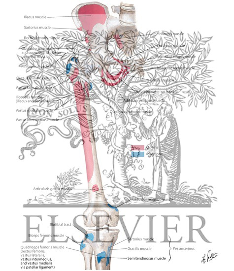 Watermarked preview of labeled image: Bony Attachments of Muscles of Hip and Thigh: Anterior View