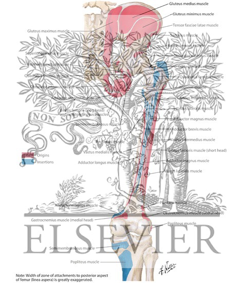 Watermarked preview of labeled image: Bony Attachments of Muscles of Hip and Thigh: Posterior View