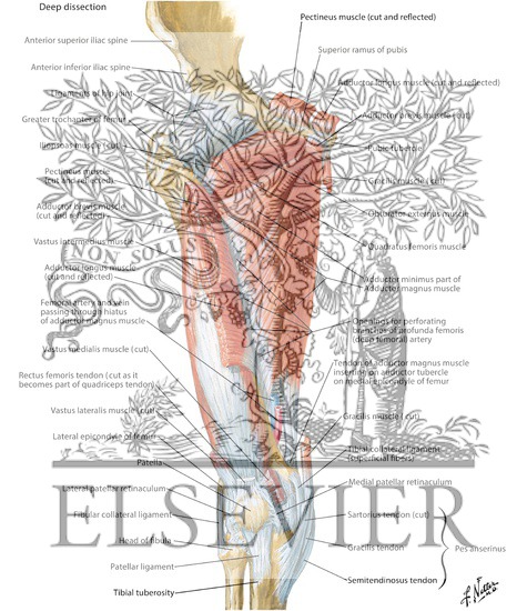 Muscles of Thigh: Anterior Views