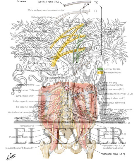 Lumbar Plexus
Nerves: Lumbar Plexus