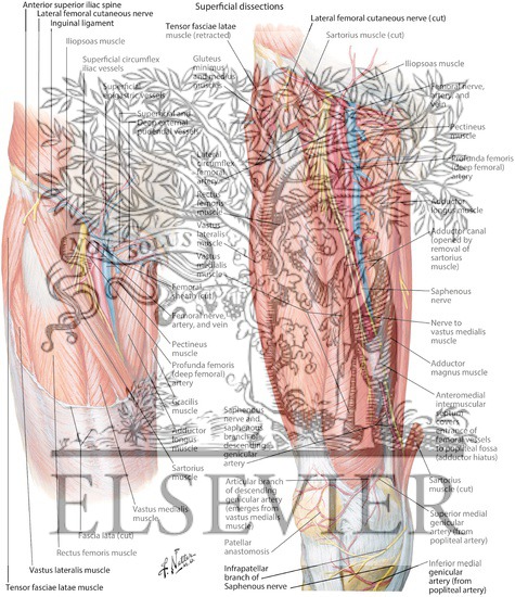 Watermarked preview of labeled image: Arteries and Nerves of Thigh: Anterior Views
Superficial Dissections