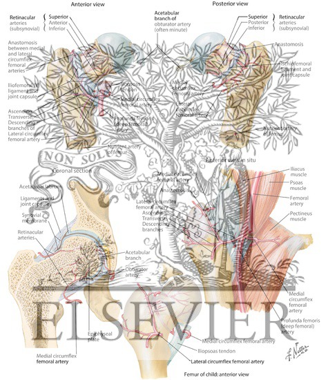 Arteries of the Femoral Neck