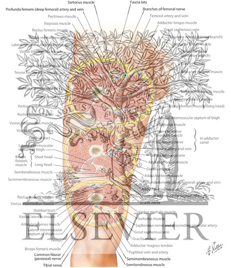 解剖学書籍 HUMAN CROSS-SECTIONAL ANATOMY 値下げ Atlas of Human Cross-Sectional Anatomy: With CT and MR