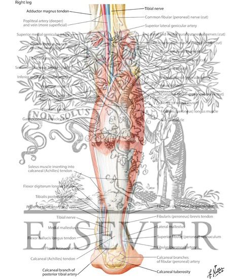 Watermarked preview of labeled image: Muscles of Leg (Intermediate Dissection): Posterior View