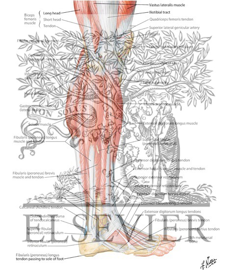 Muscles of Leg: Lateral View