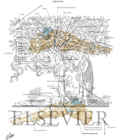 Watermarked preview of labeled image: Bones of Foot