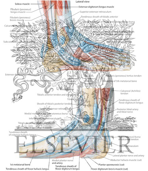 Synovial Tendon Sheaths at Ankle
Tendon Sheaths of Ankle