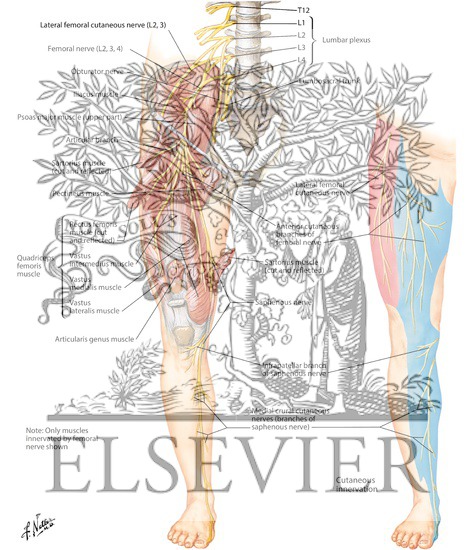 Watermarked preview of labeled image: Femoral Nerve and Lateral Femoral Cutaneous Nerves
