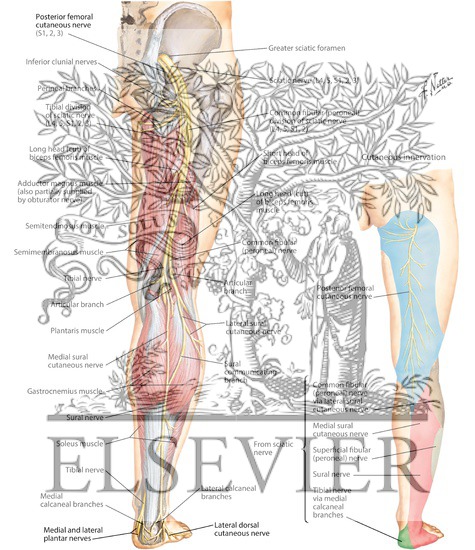 Sciatic Nerve (L4, L5; S1, S2, S3) and Posterior Femoral Cutaneous Nerve (S1, S2, S3)
Sciatic Nerve and Posterior Cutaneous Nerve of Thigh