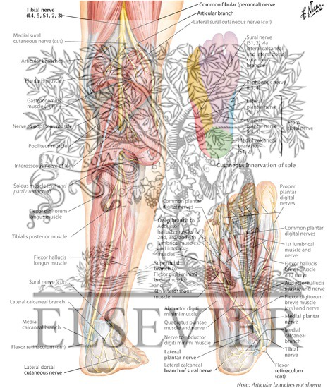 Watermarked preview of labeled image: Tibial Nerve (L4, L5; S1, S2, S3)