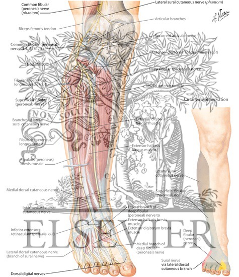 Watermarked preview of labeled image: Common Peroneal Nerve (L4, L5; S1, S2)
Common Fibular (Peroneal) Nerve