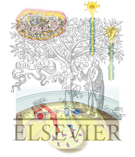 Watermarked preview of unlabeled image: Chronic Nerve Compression