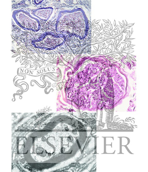 Histology of Peripheral Nerve