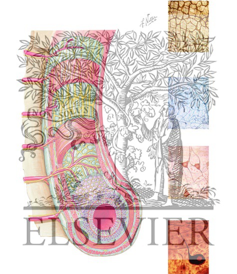 Watermarked preview of unlabeled image: Enteric Plexuses