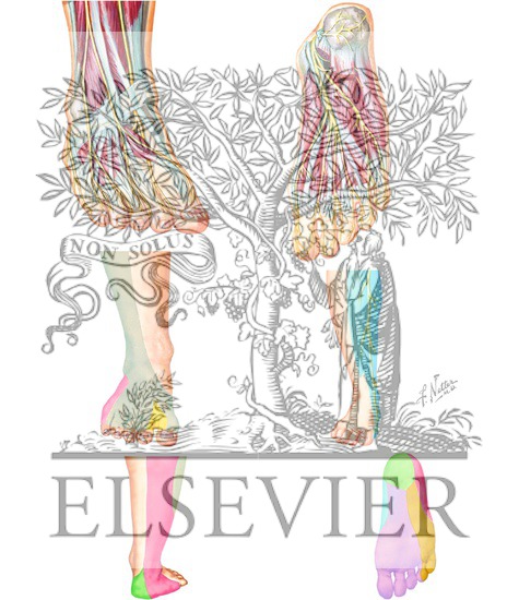 Watermarked preview of unlabeled image: Peripheral Nerves of Feet, Painful Peripheral Neuropathies