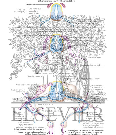 Watermarked preview of labeled image: Differentiation and Growth of Neurons