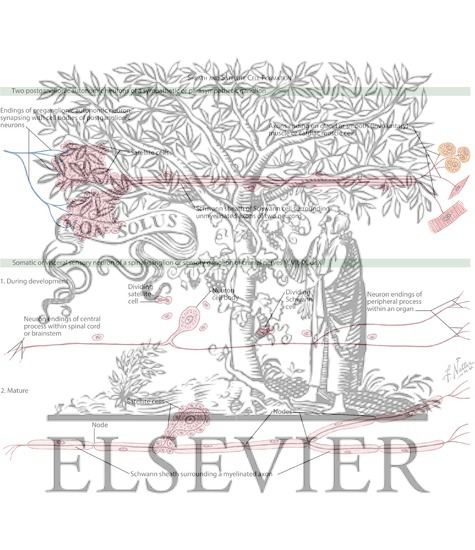 Watermarked preview of labeled image: Neuron Development