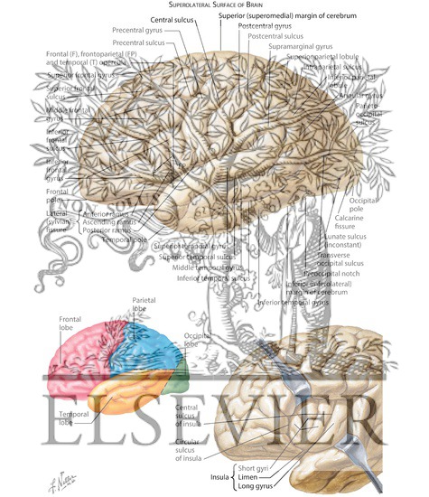 Cerebrum: Lateral Views
Organization of the Brain: Cerebrum
Superolateral Surface of Brain
Surface Anatomy of the Forebrain: Lateral View