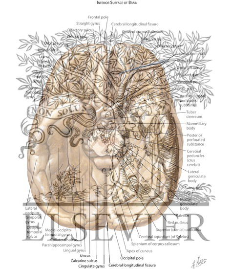 Cerebrum: Inferior View Inferior Surface of Brain