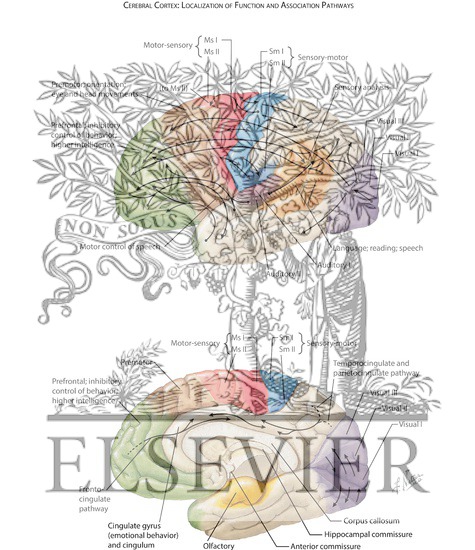 Cerebral Cortex: Localization of Function and Association Pathways